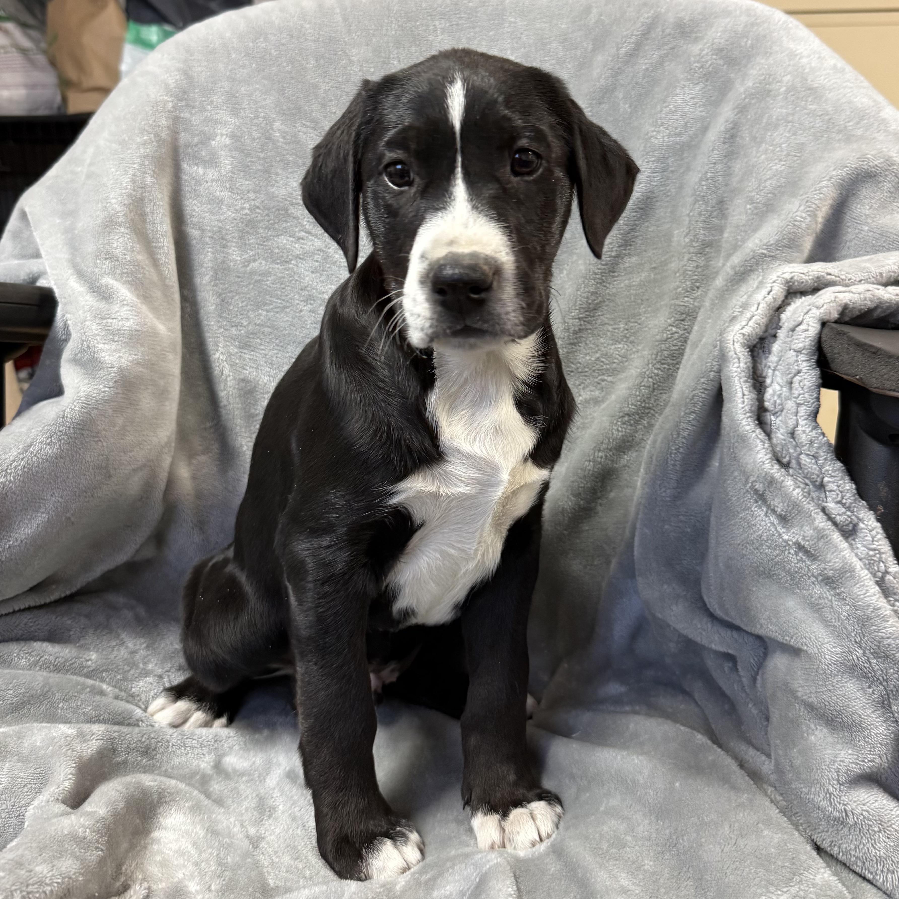 Enlarge Country Crock, an adopted mixed breed in Columbia, SC image 2/5