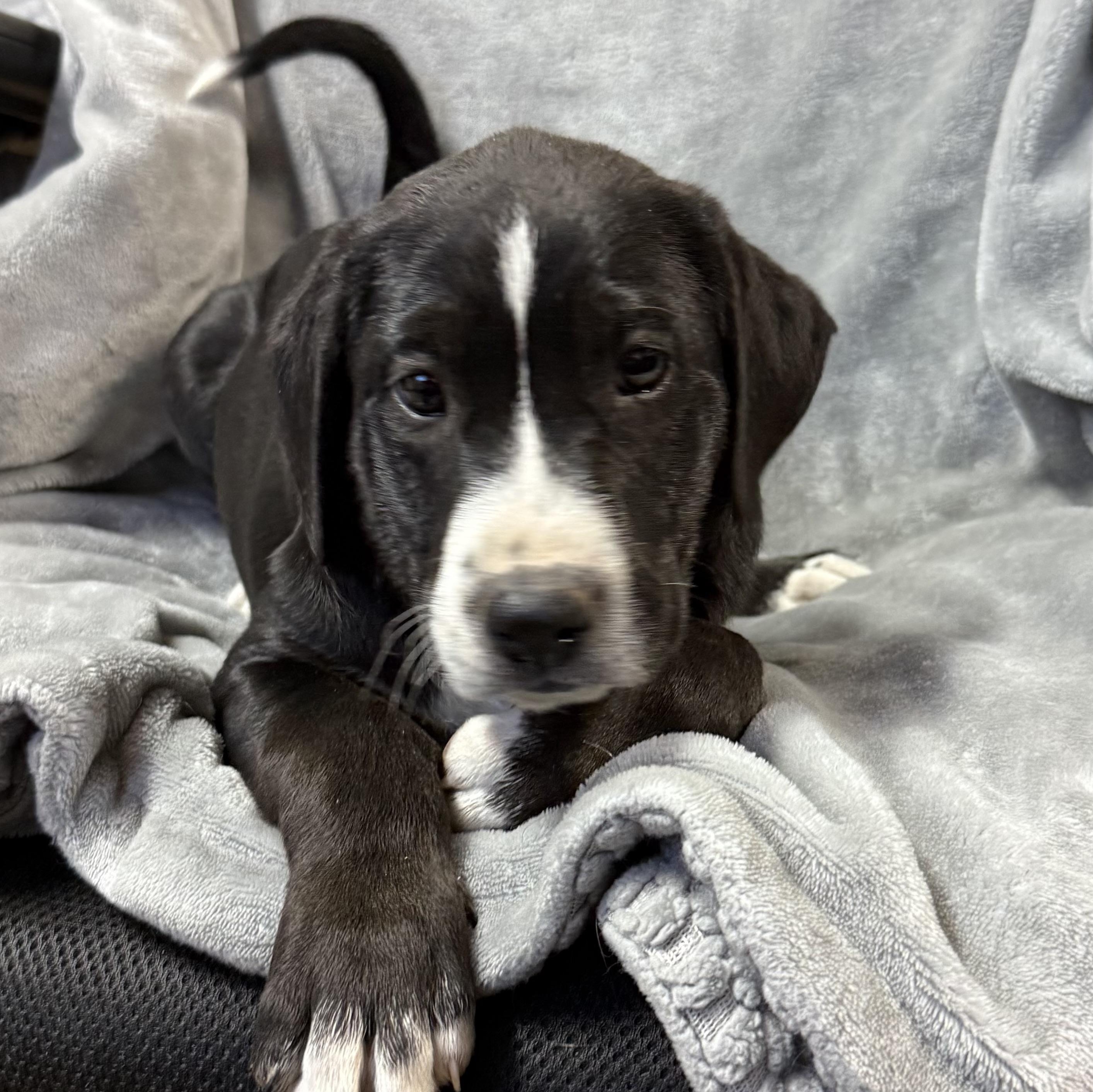 Enlarge Country Crock, an adopted mixed breed in Columbia, SC image 1/5