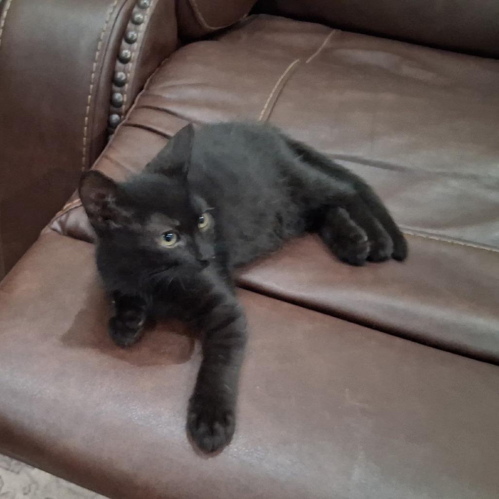 DAMON, Adoptable, Young Male Domestic Short Hair.