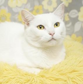 Bobo Bonded With Piper