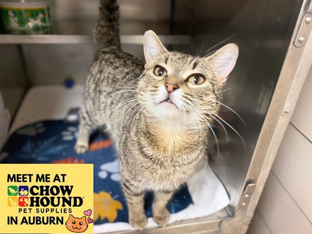 SASHA, Adoptable, Adult Female Domestic Short Hair.