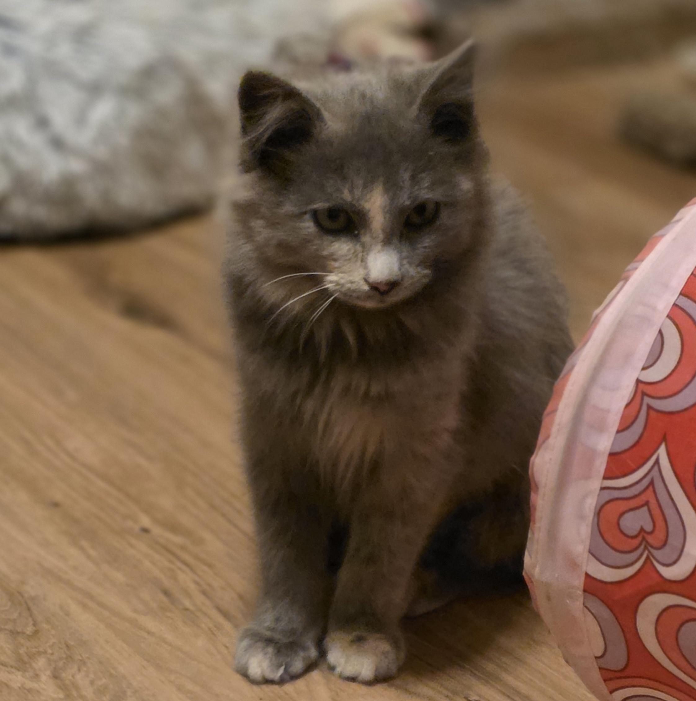 Enlarge Whopper Jr. (Semi-feral), an adopted Domestic Long Hair in Greenback, TN image 3/4