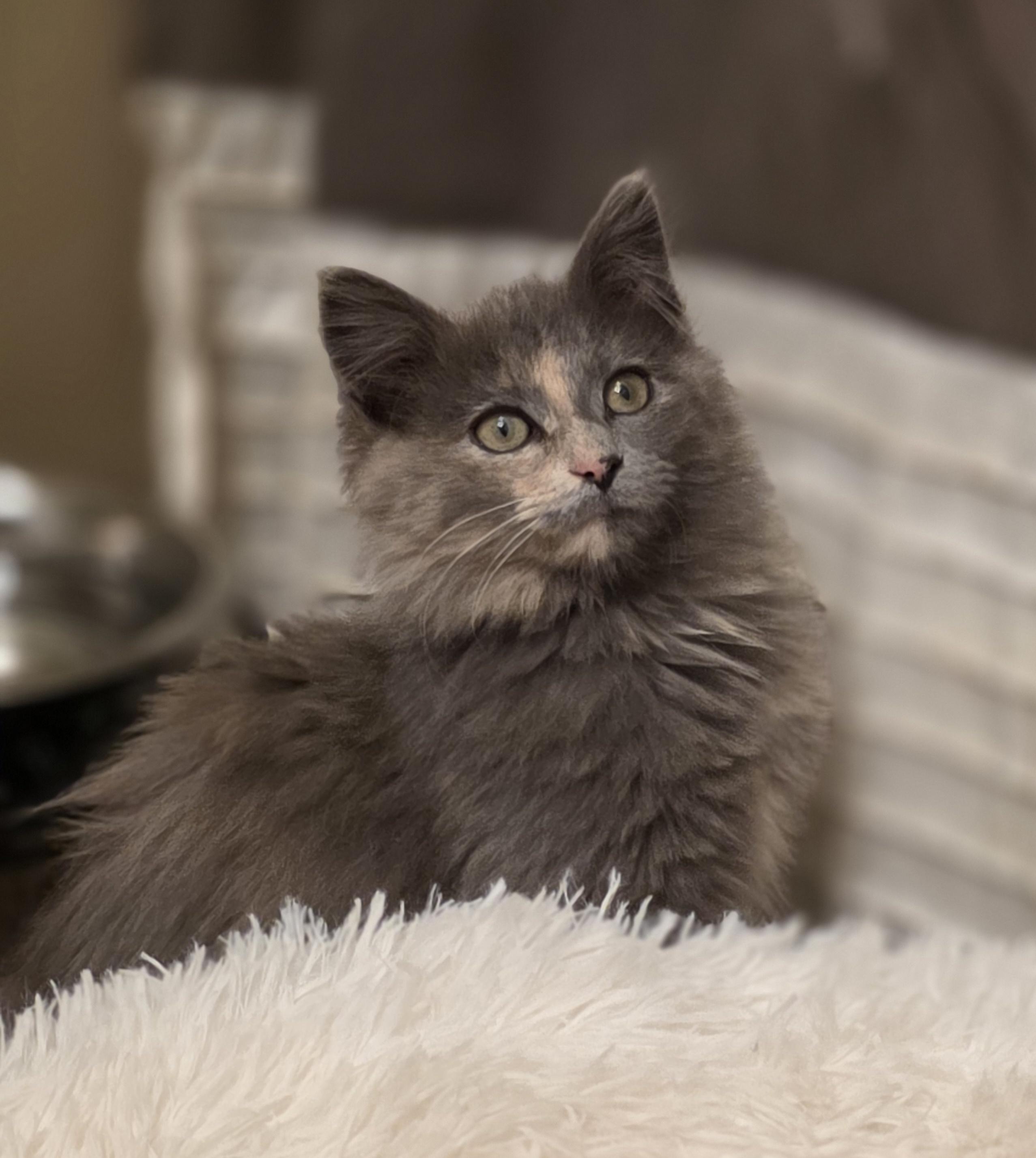 Enlarge Whopper Jr. (Semi-feral), an adopted Domestic Long Hair in Greenback, TN image 1/4