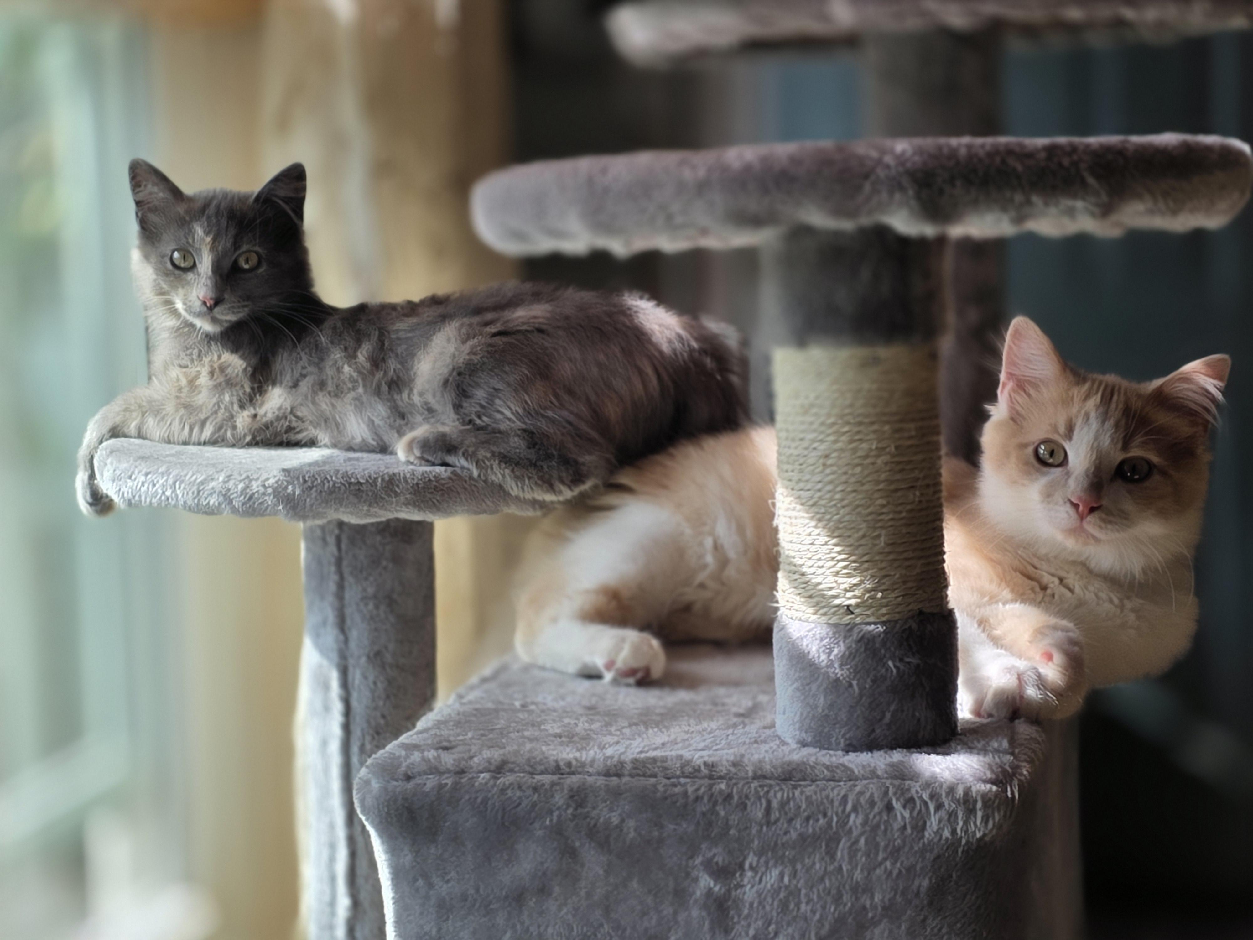 Enlarge Whopper Jr. (Semi-feral), an adopted Domestic Long Hair in Greenback, TN image 2/4