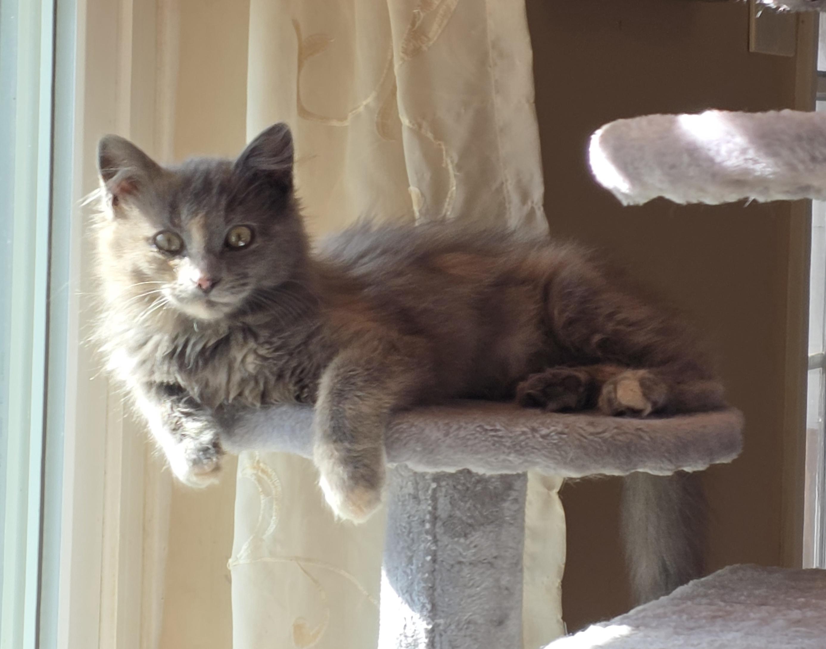 Enlarge Whopper Jr. (Semi-feral), an adopted Domestic Long Hair in Greenback, TN image 4/4