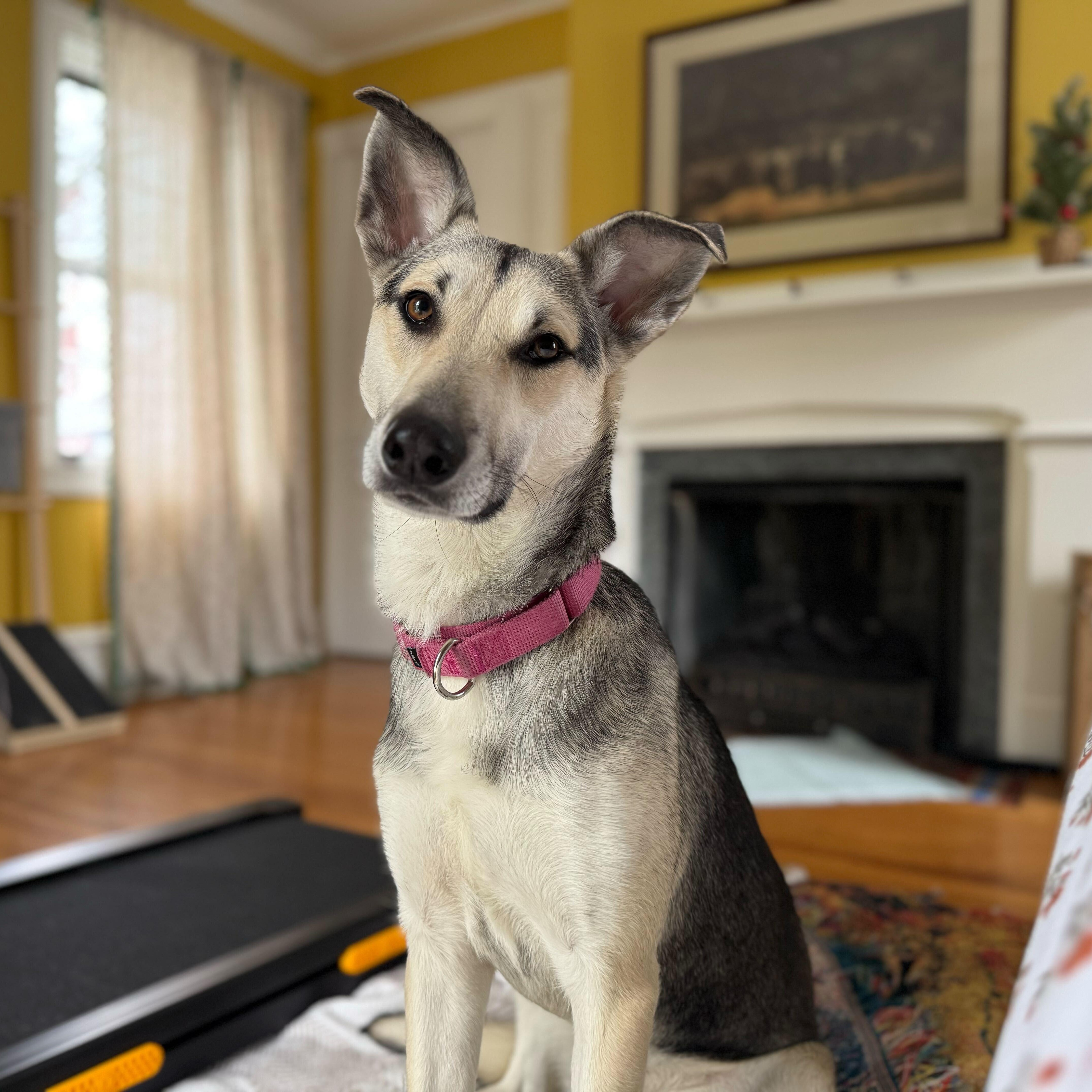 Sally, a Adoptable Shepherd in New Bedford, MA image 3/5
