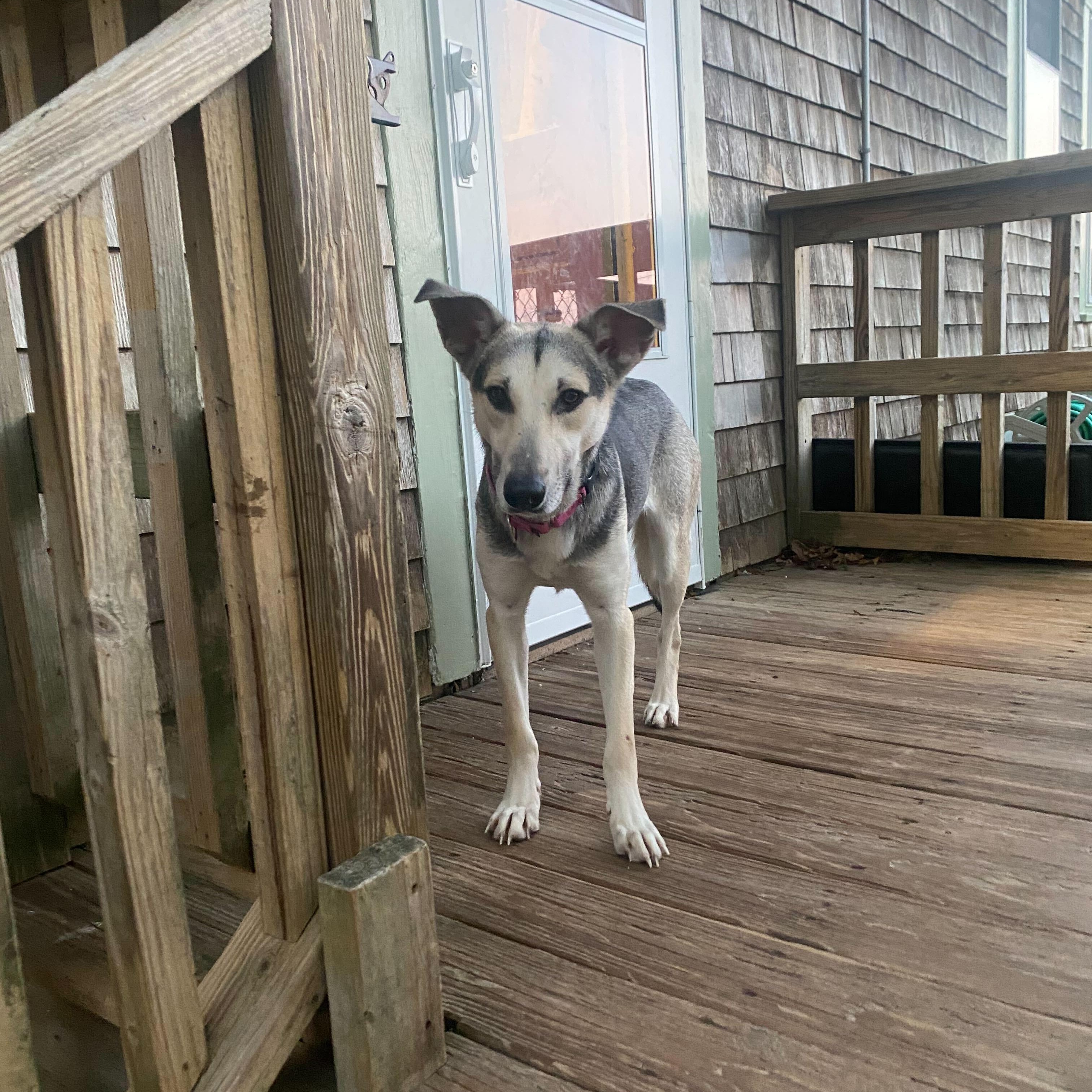 Enlarge Sally, a Adoptable Shepherd in New Bedford, MA image 3/5