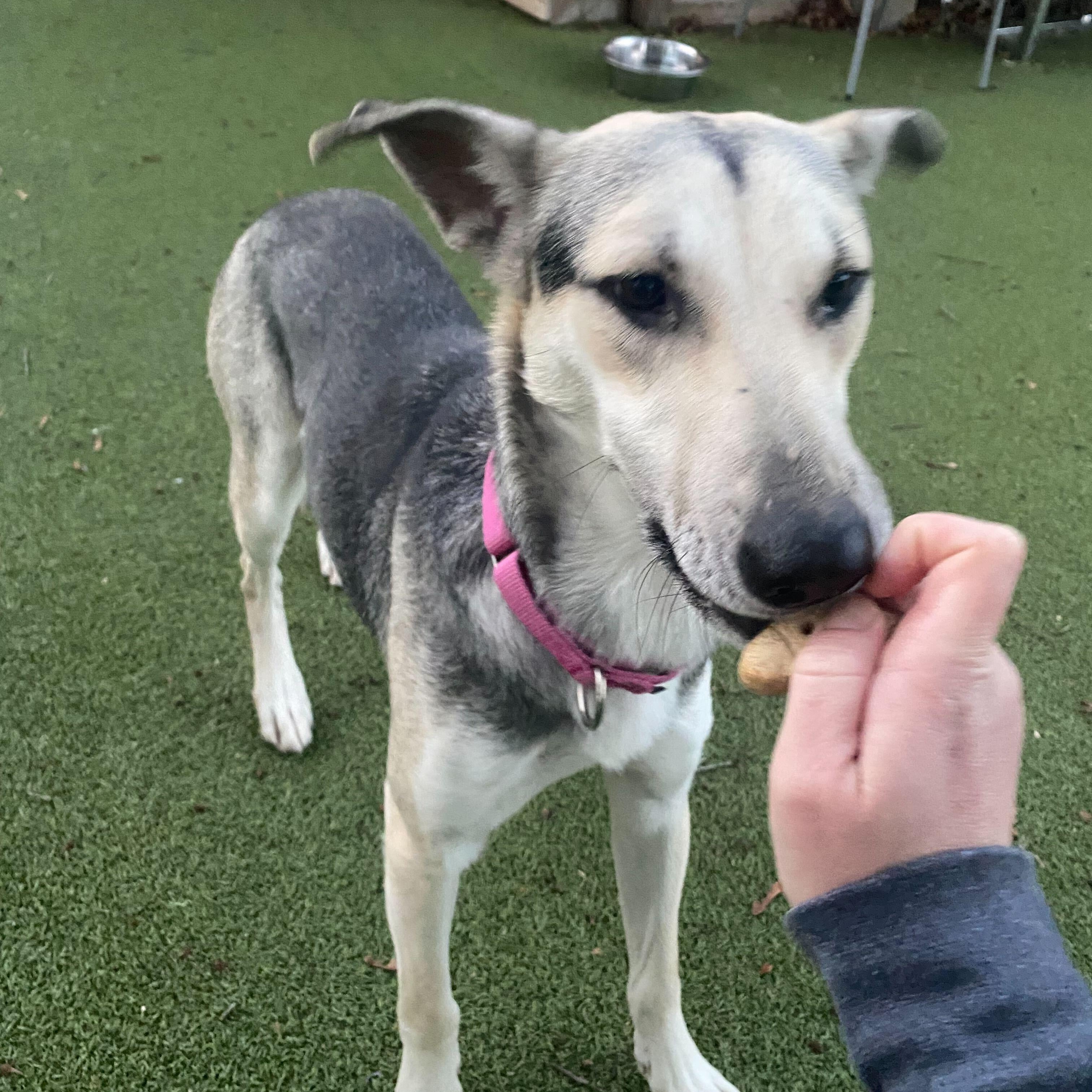 Enlarge Sally, a Adoptable Shepherd in New Bedford, MA image 4/5