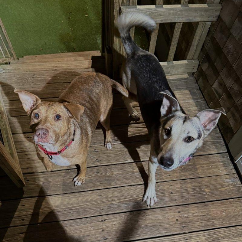 Enlarge Sally, a Adoptable Shepherd in New Bedford, MA image 2/5