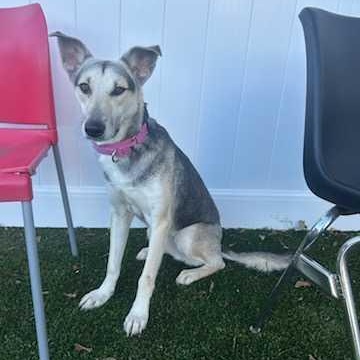 Enlarge Sally, a Adoptable Shepherd in New Bedford, MA image 1/5