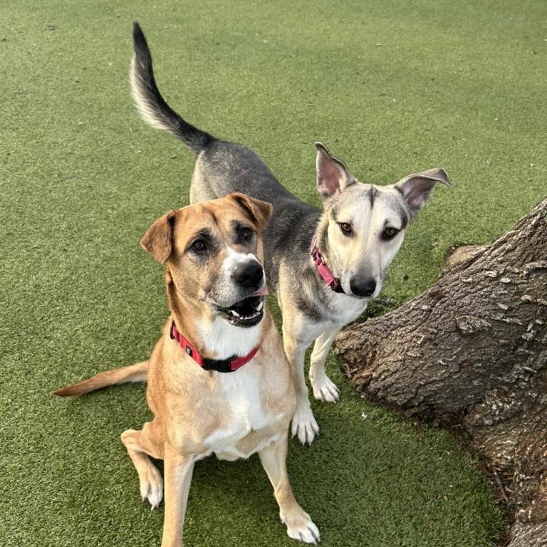 Sally, a Adoptable Shepherd in New Bedford, MA image 2/5