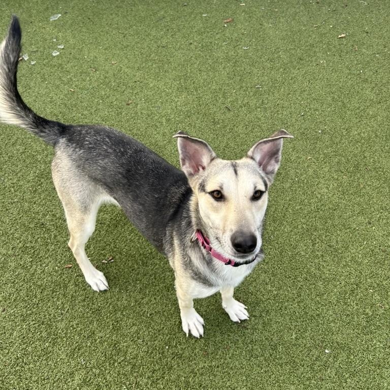 Sally, a Adoptable Shepherd in New Bedford, MA image 4/5