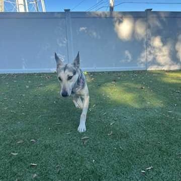 Enlarge Sally, a Adoptable Shepherd in New Bedford, MA image 5/5