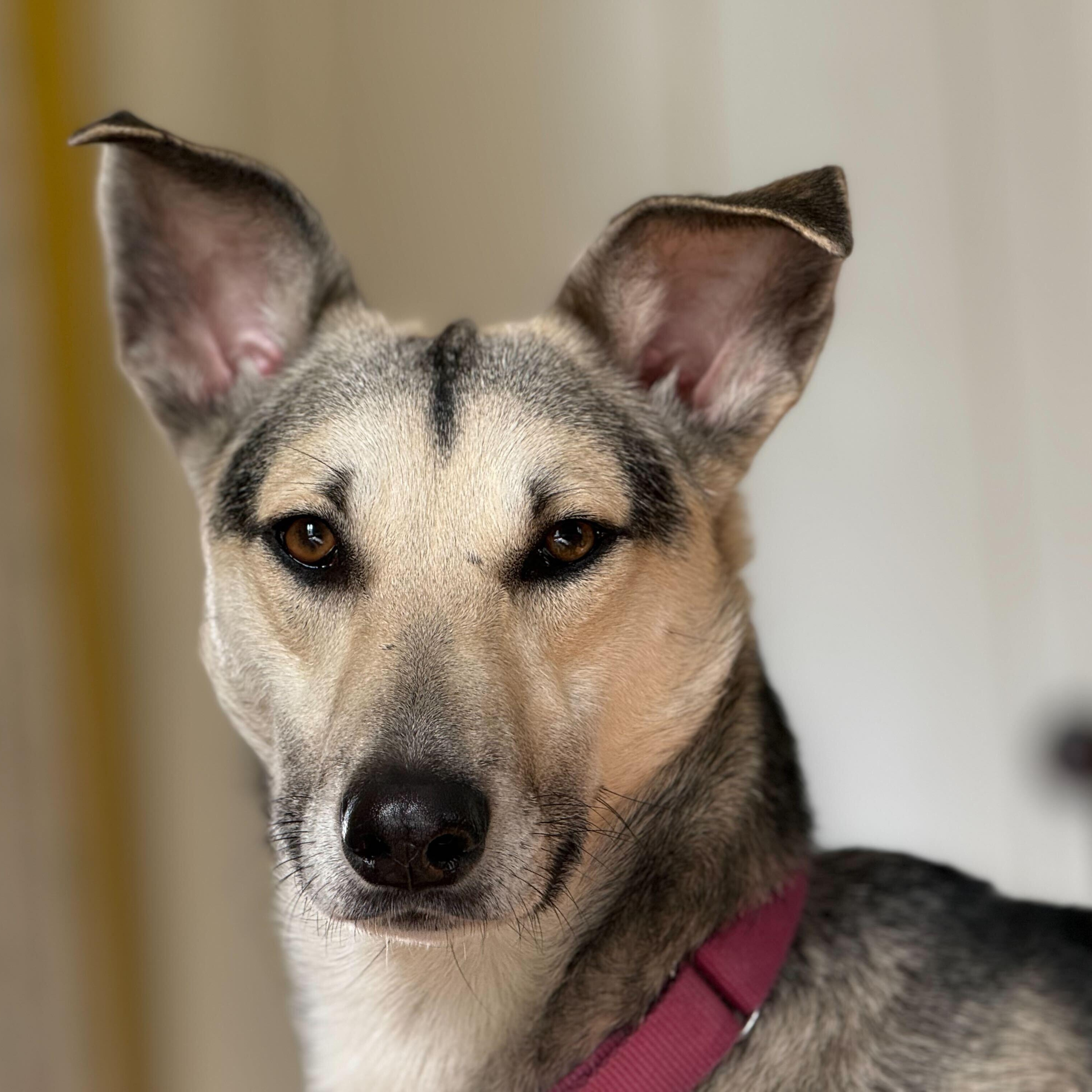Sally, Adoptable, Young Female Shepherd.
