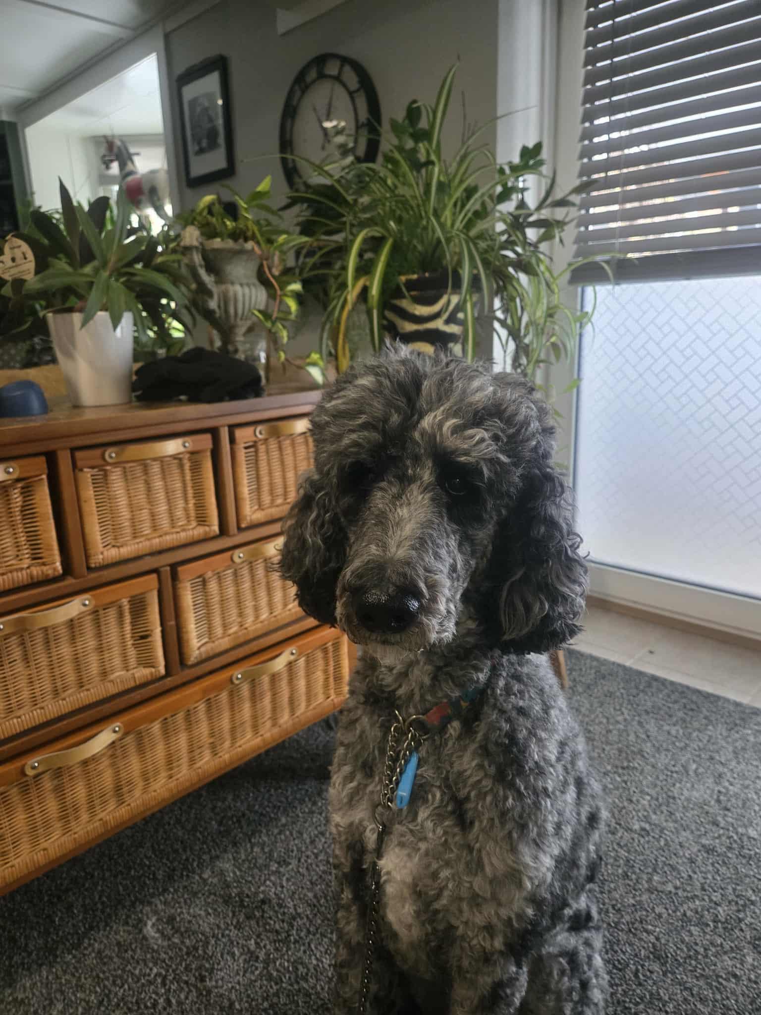 Niko, ADOPTABLE, Adult Male Standard Poodle.