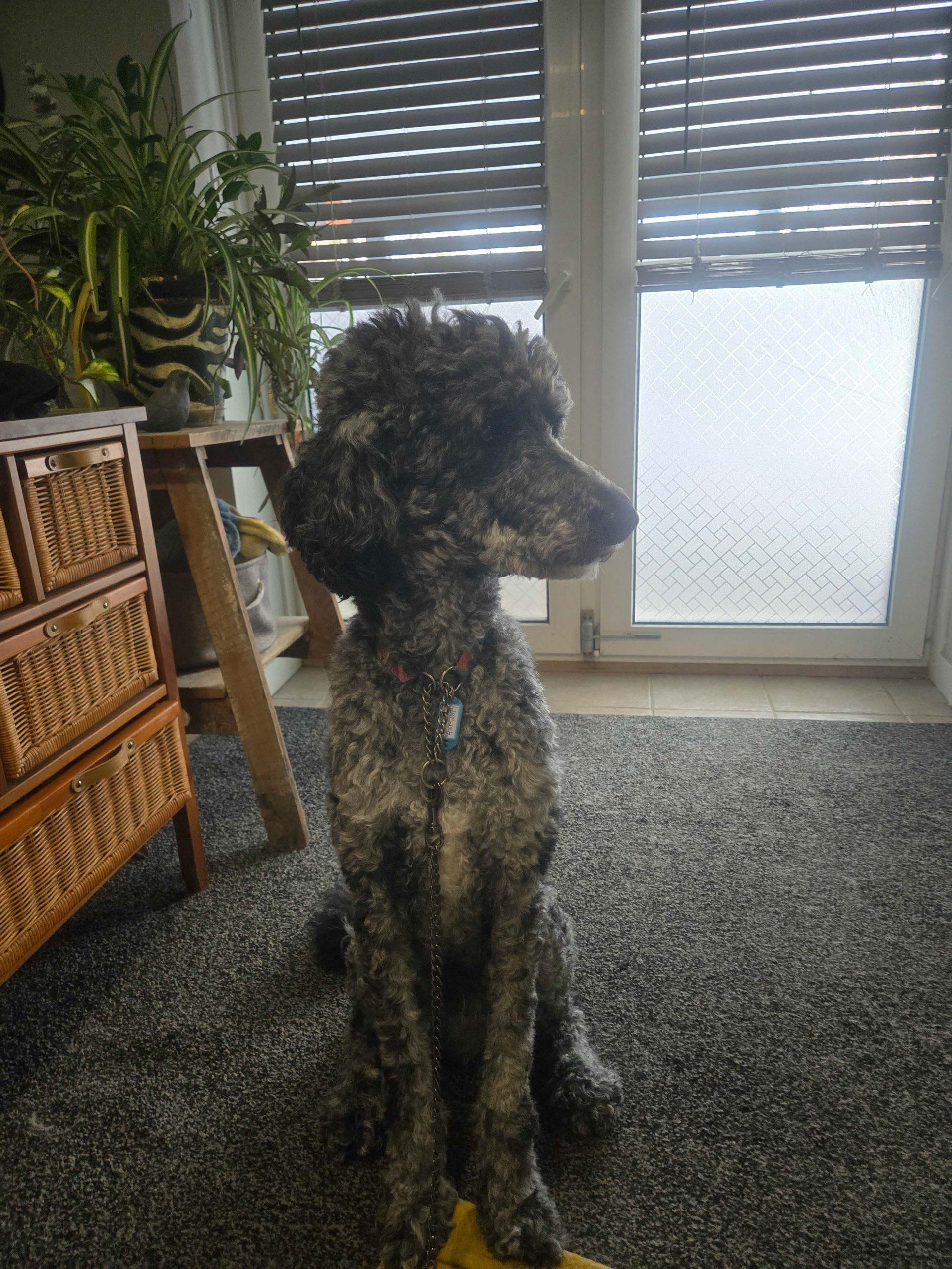 Enlarge Niko, a ADOPTABLE Standard Poodle in Ottawa, ON image 2/3