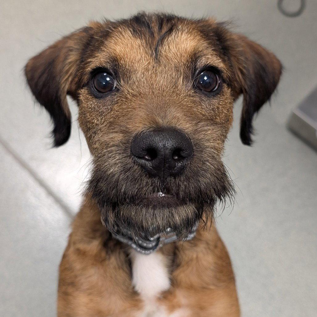 Marty McFly, a Adopted Terrier in New Castle, DE image 1/2