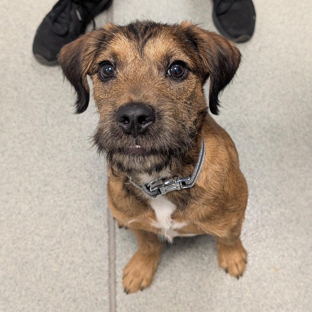 Marty McFly, a Adopted Terrier in New Castle, DE image 2/2