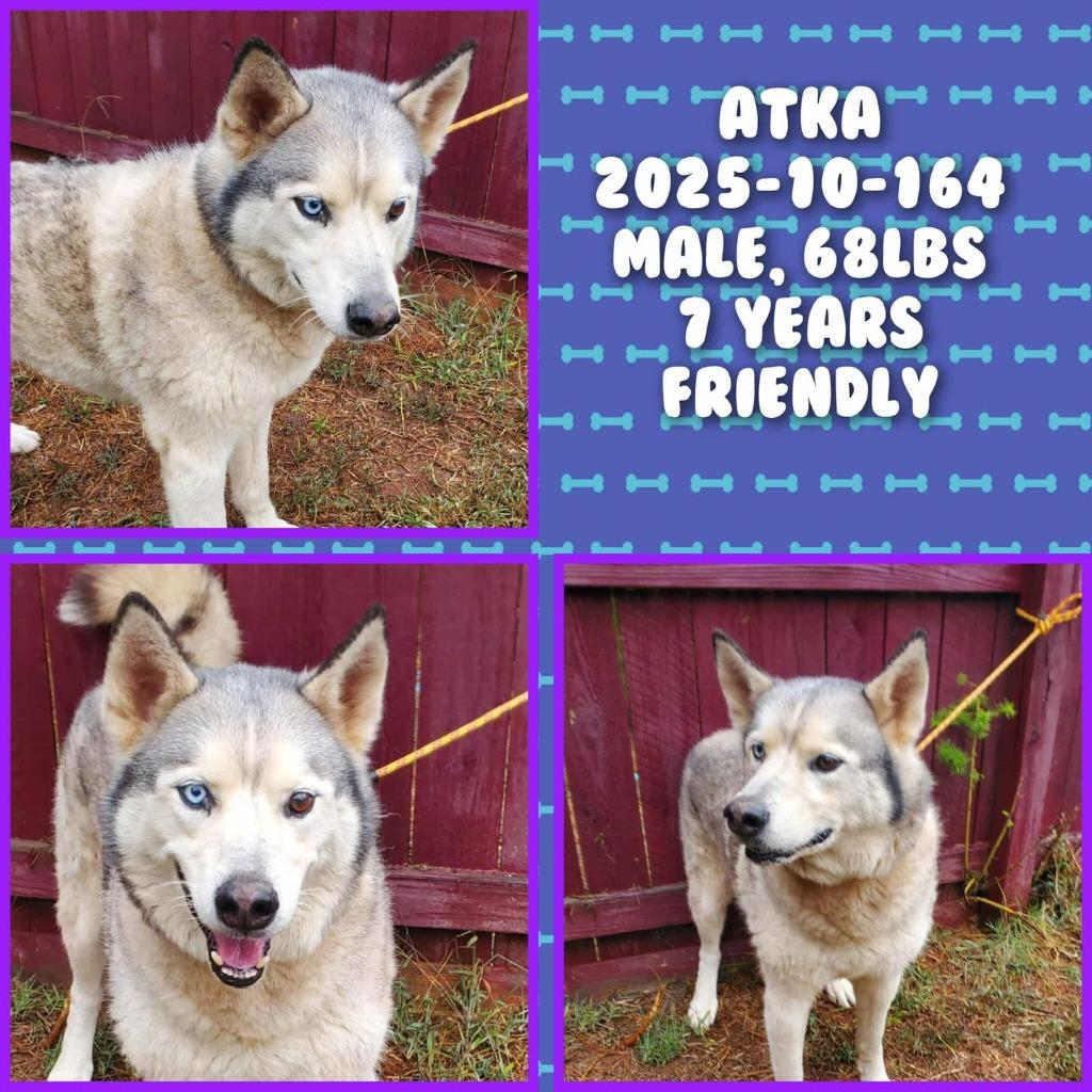 Enlarge 2025-10-164 *Atka*, a Adoptable Husky in Winder, GA image 1/2