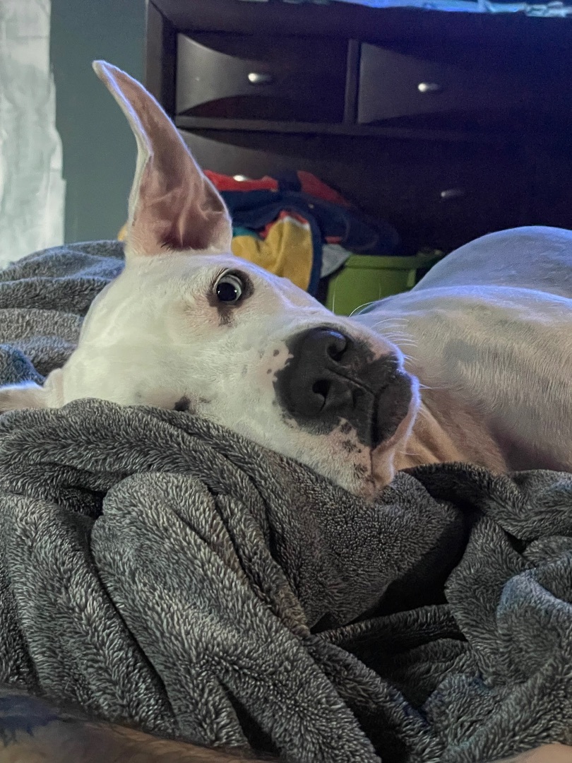 Tiger, Adoptable, Adult Male Dogo Argentino.