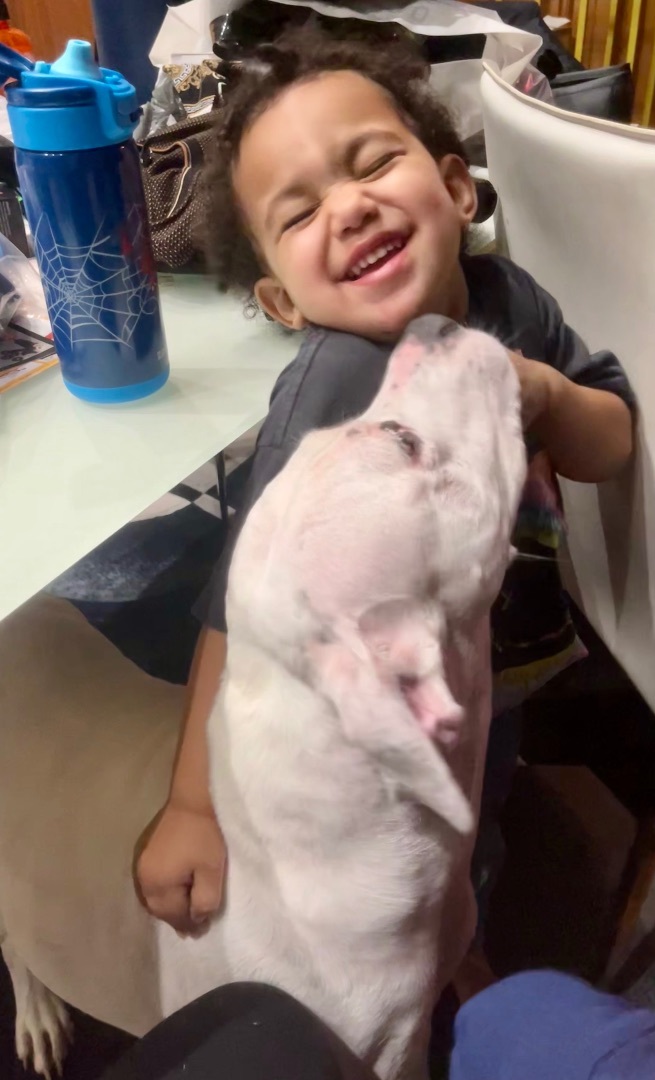 Tiger, a Adoptable mixed breed in Coral Springs, FL image 2/6