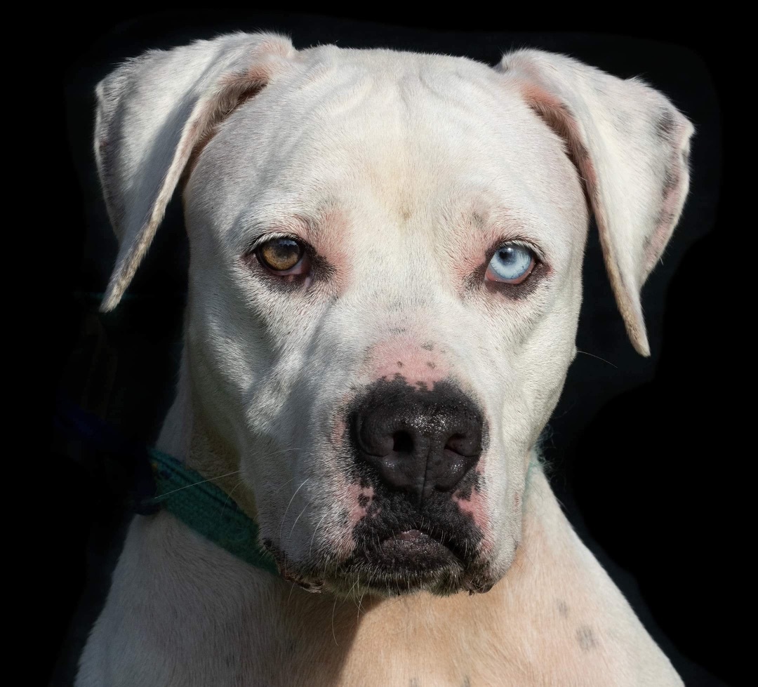 Tiger, a Adoptable mixed breed in Coral Springs, FL image 3/6