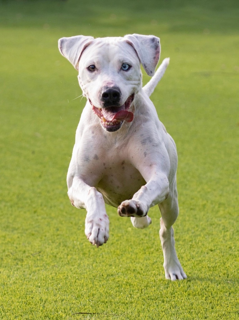 Tiger, a Adoptable mixed breed in Coral Springs, FL image 5/6