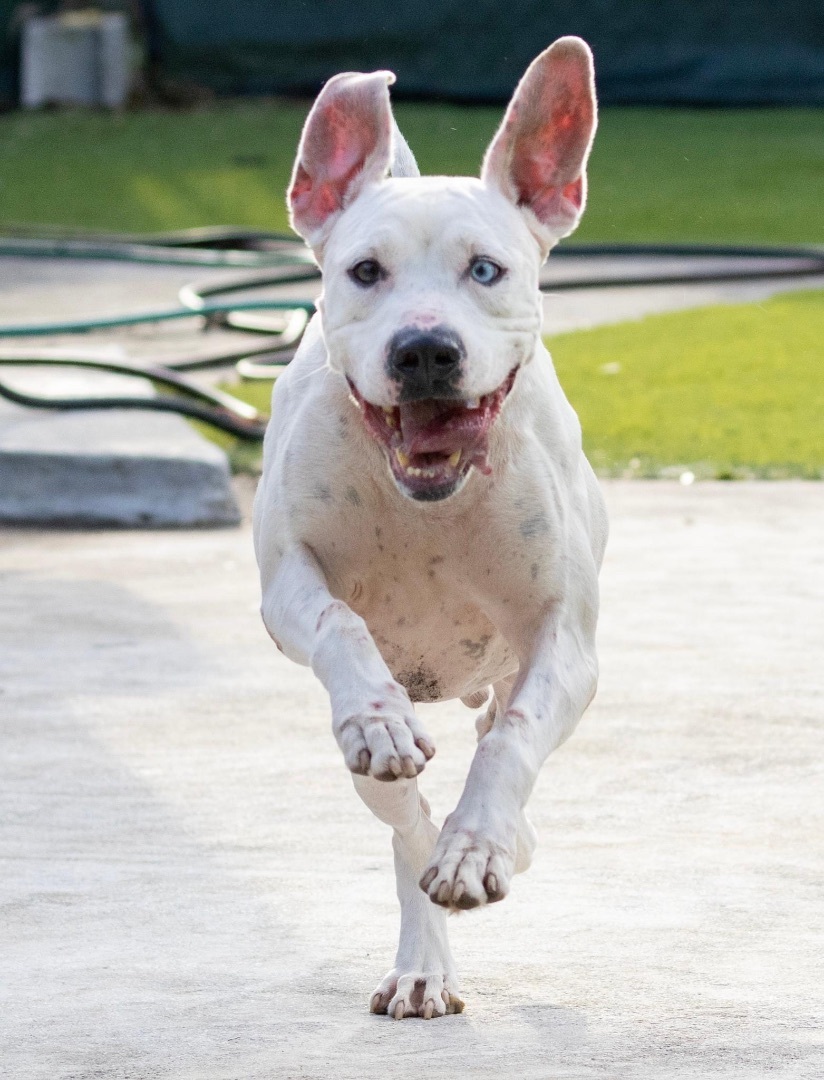 Tiger, a Adoptable mixed breed in Coral Springs, FL image 6/6