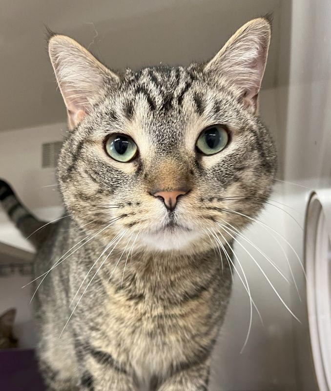 Finley, Adoptable, Adult Male Domestic Short Hair.