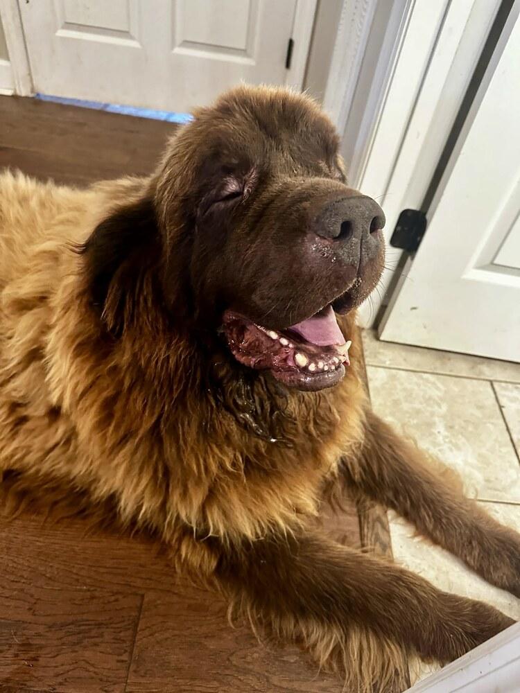 Manny, Adoptable, Senior Male Newfoundland Dog.