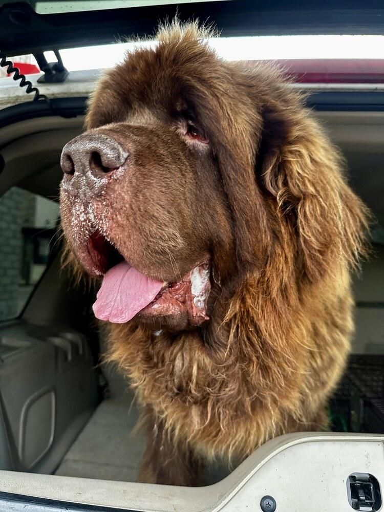 Enlarge Manny, a Adoptable Newfoundland Dog in Gales Ferry, CT image 2/5