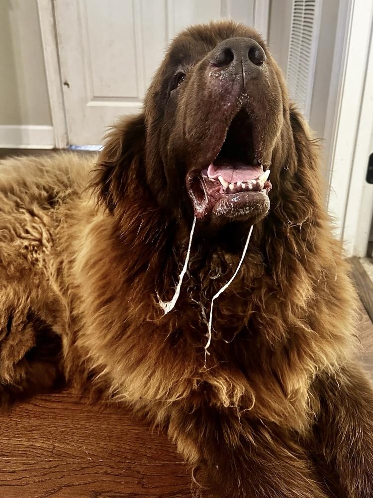 Enlarge Manny, a Adoptable Newfoundland Dog in Gales Ferry, CT image 3/5