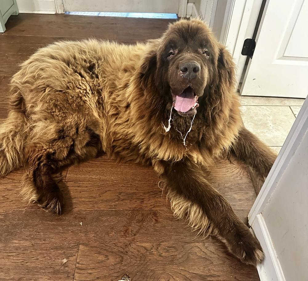 Enlarge Manny, a Adoptable Newfoundland Dog in Gales Ferry, CT image 4/5