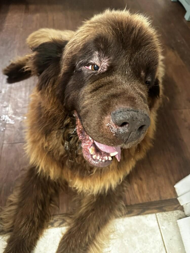 Enlarge Manny, a Adoptable Newfoundland Dog in Gales Ferry, CT image 5/5