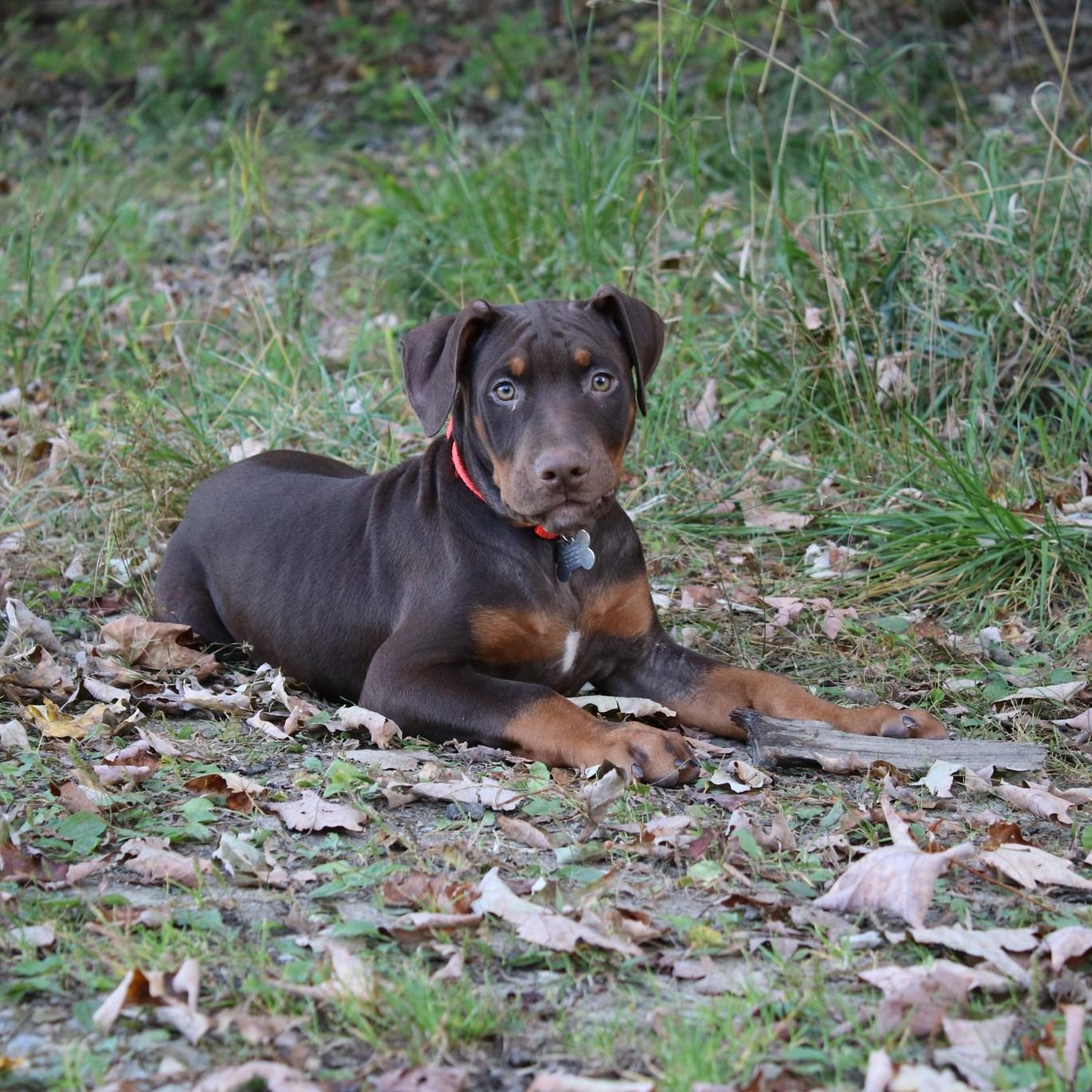 Enlarge Brennan, a Adopted mixed breed in Cleveland, OH image 2/6