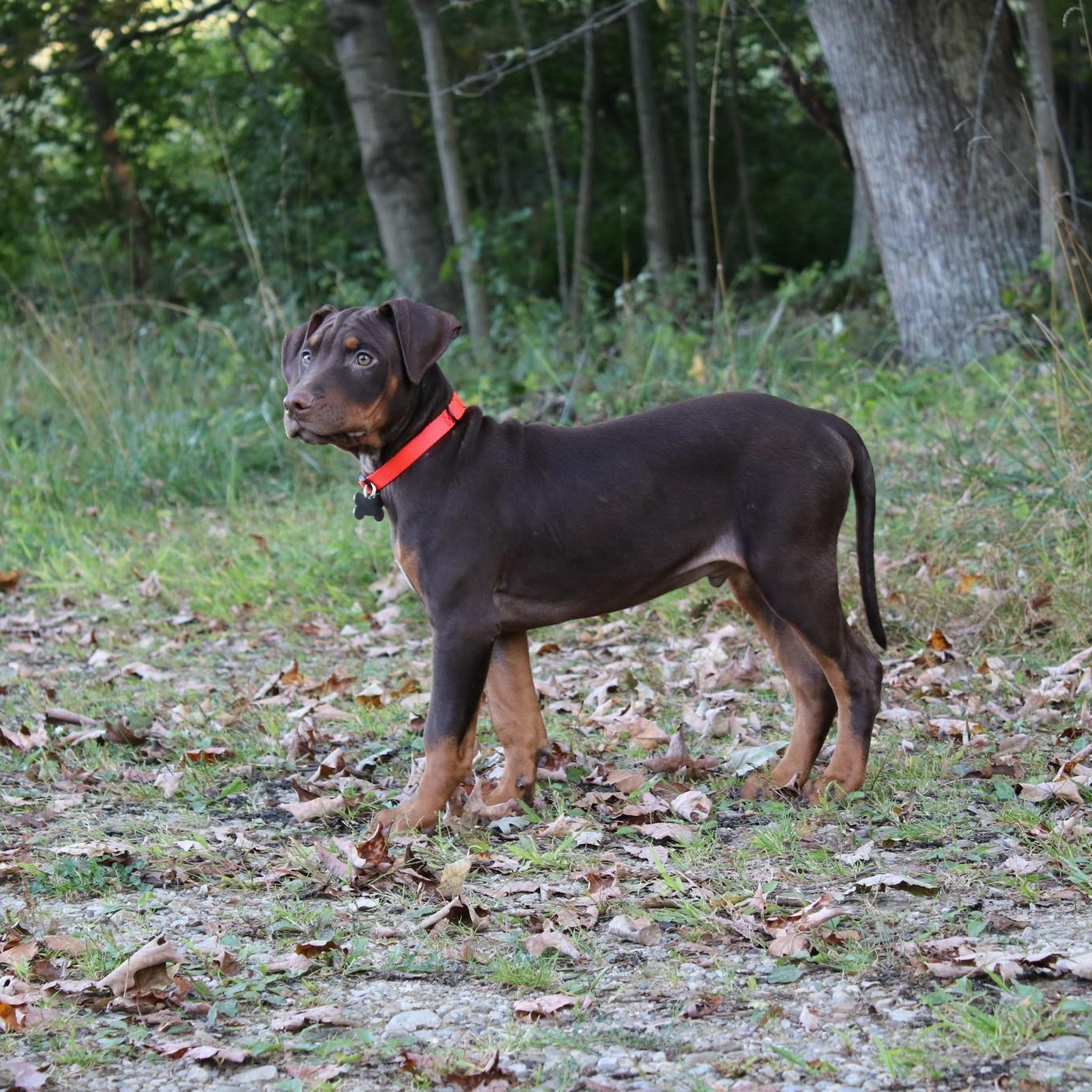 Enlarge Brennan, a Adopted mixed breed in Cleveland, OH image 3/6