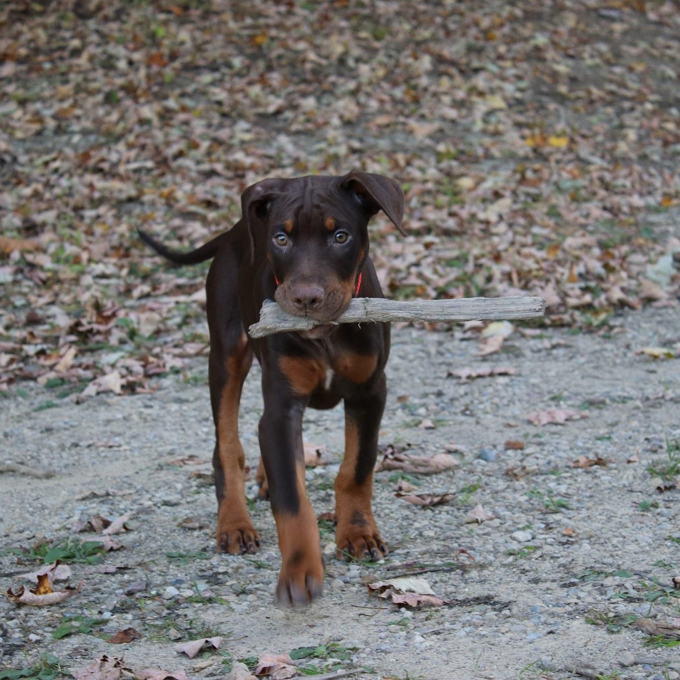 Enlarge Brennan, a Adopted mixed breed in Cleveland, OH image 6/6