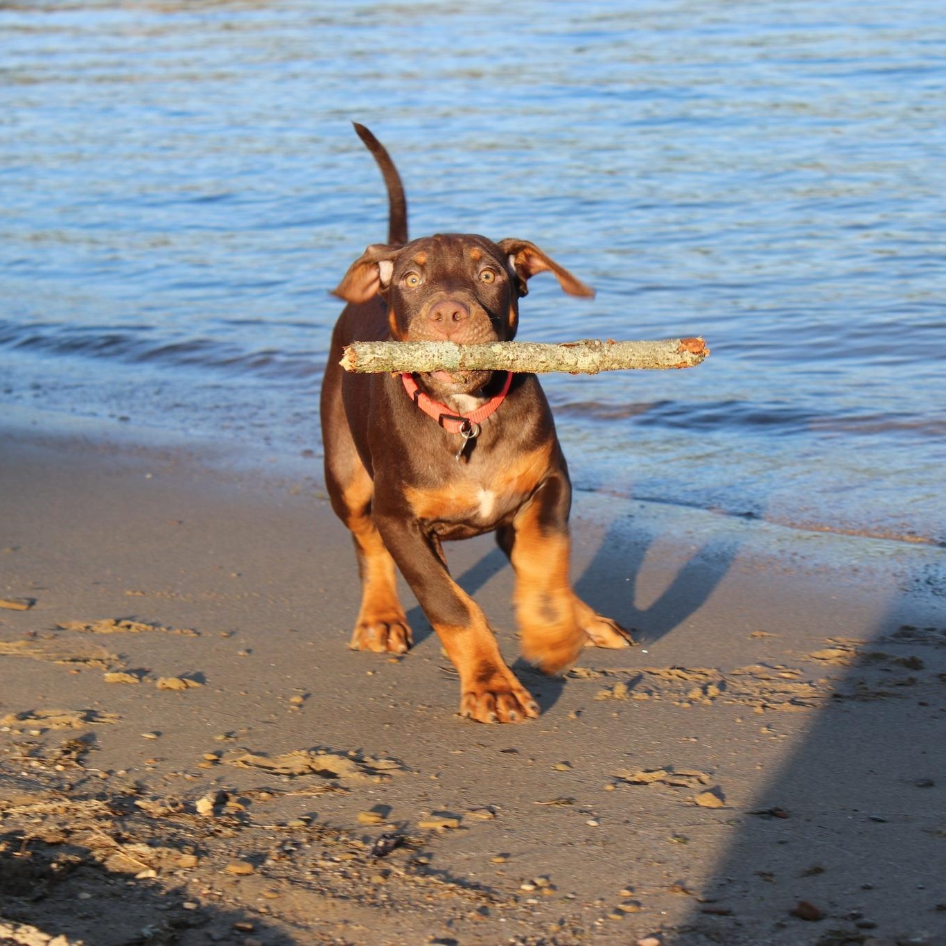 Enlarge Brennan, a Adopted mixed breed in Cleveland, OH image 4/6