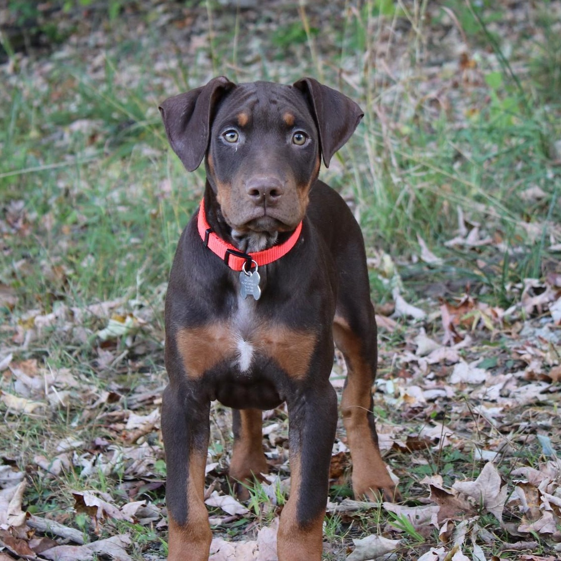 Brennan, Adopted, Puppy Male Doberman Pinscher & Bulldog.