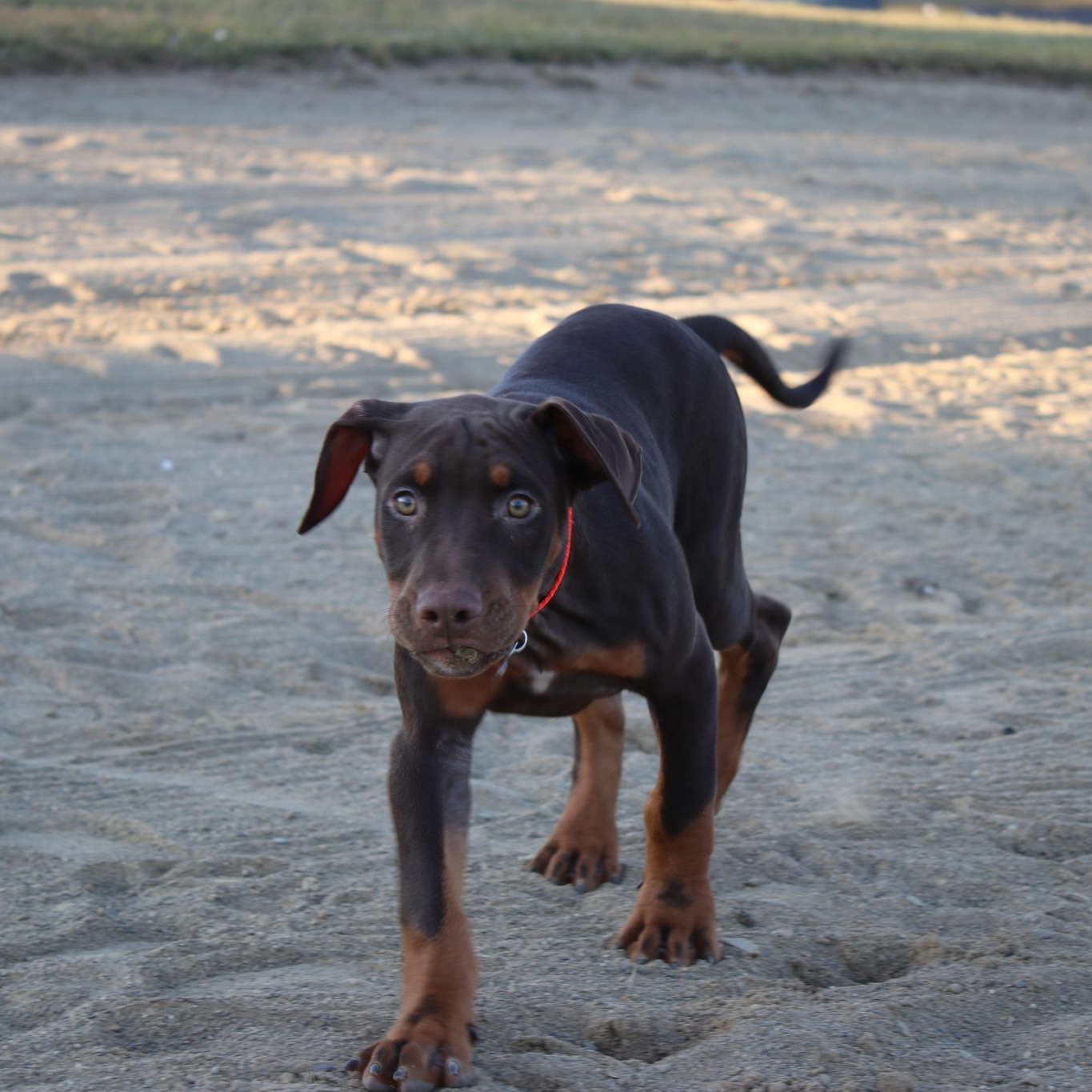 Enlarge Brennan, a Adopted mixed breed in Cleveland, OH image 5/6