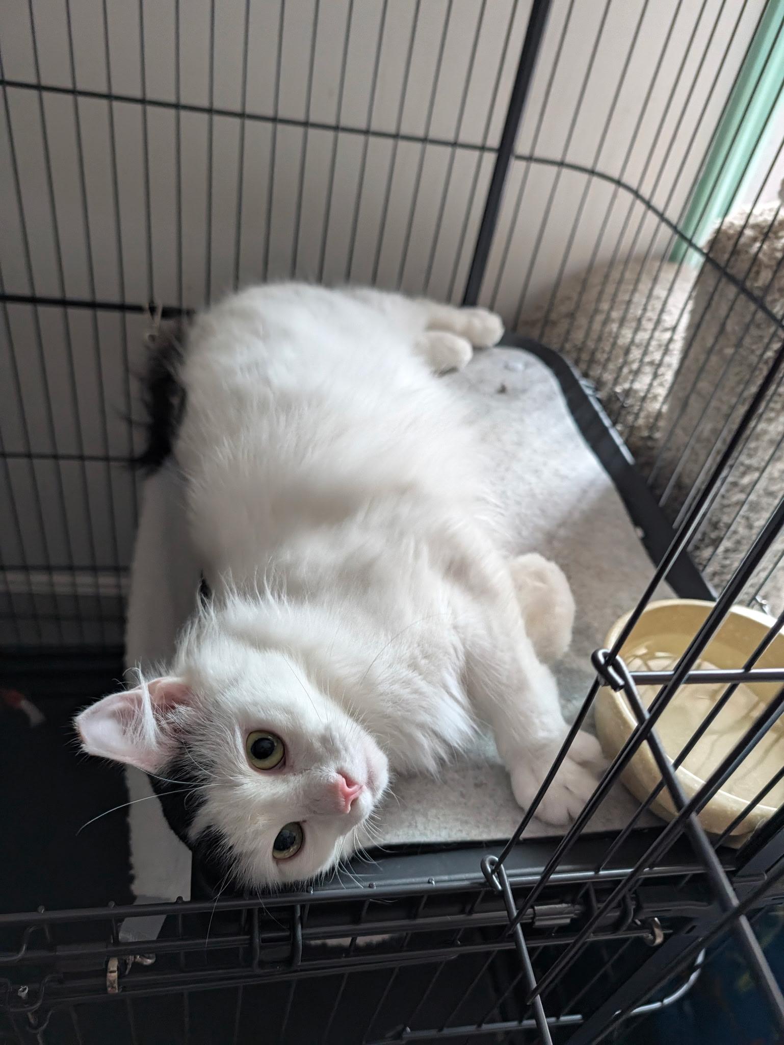 Enlarge Albi, a Adoptable Domestic Short Hair in Johnson City, TN image 4/6