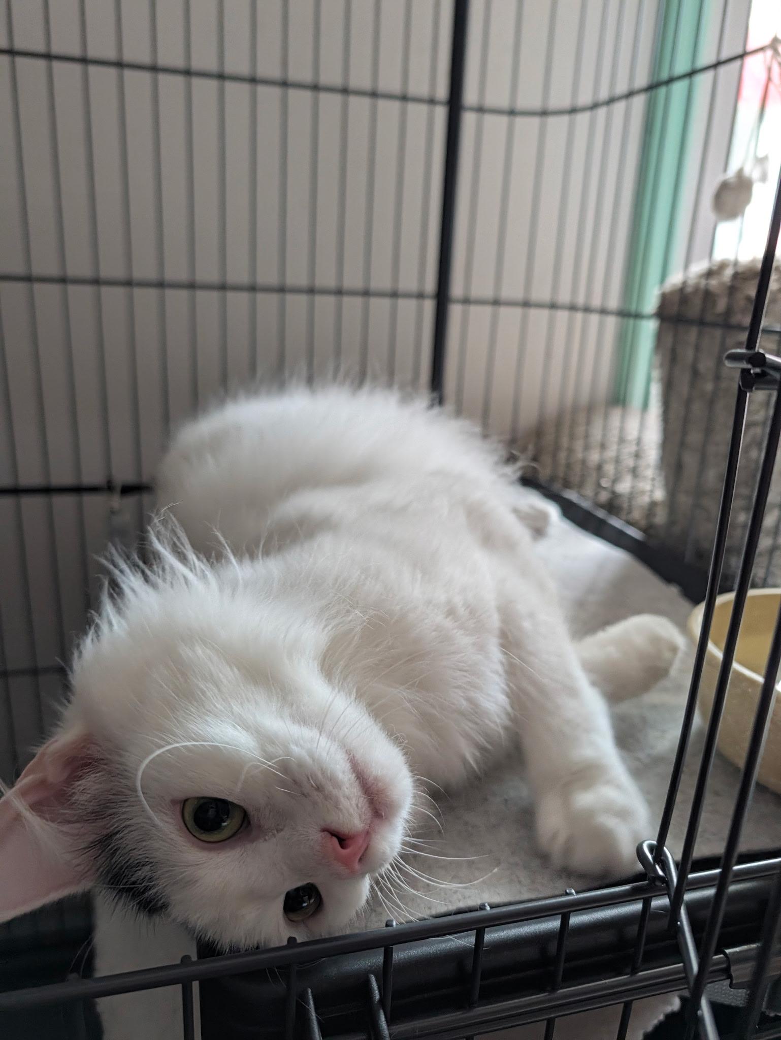 Enlarge Albi, a Adoptable Domestic Short Hair in Johnson City, TN image 6/6