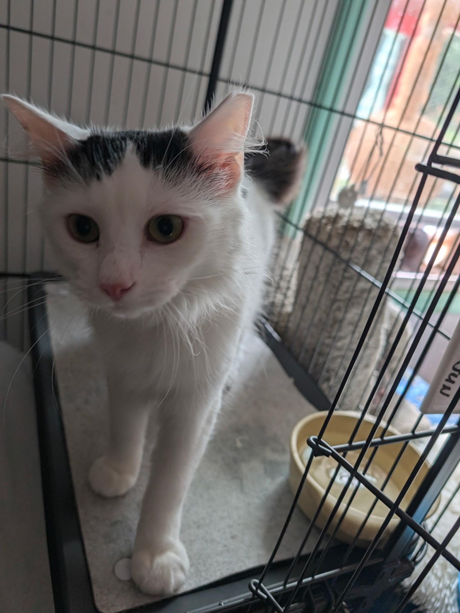 Enlarge Albi, a Adoptable Domestic Short Hair in Johnson City, TN image 5/6