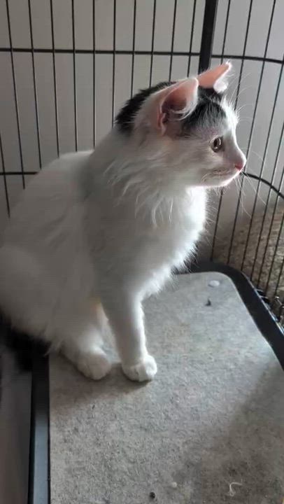 Enlarge Albi, a Adoptable Domestic Short Hair in Johnson City, TN video 2/6