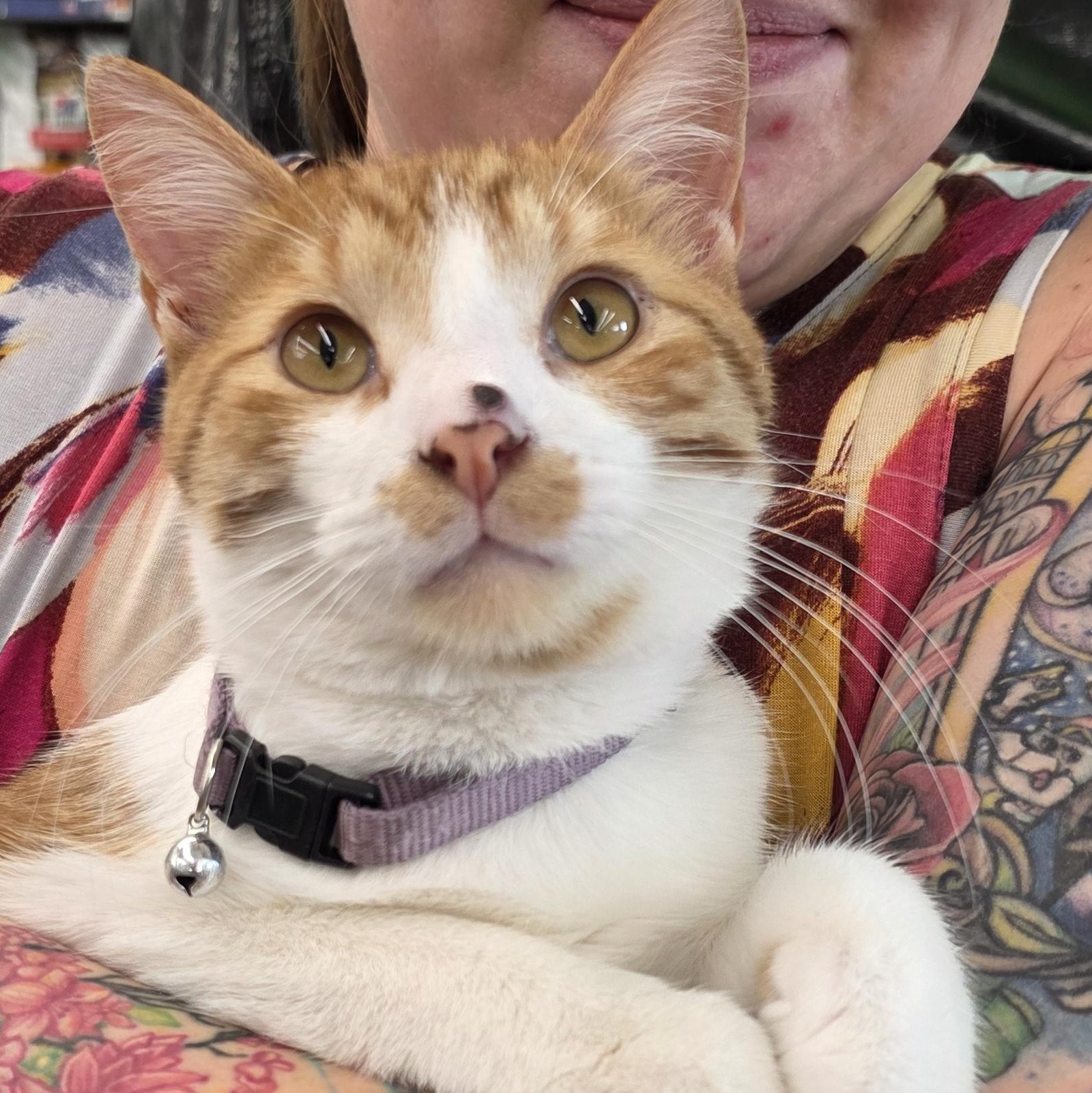 Enlarge Sampson, a Adopted Domestic Short Hair in Sauk City, WI image 4/4