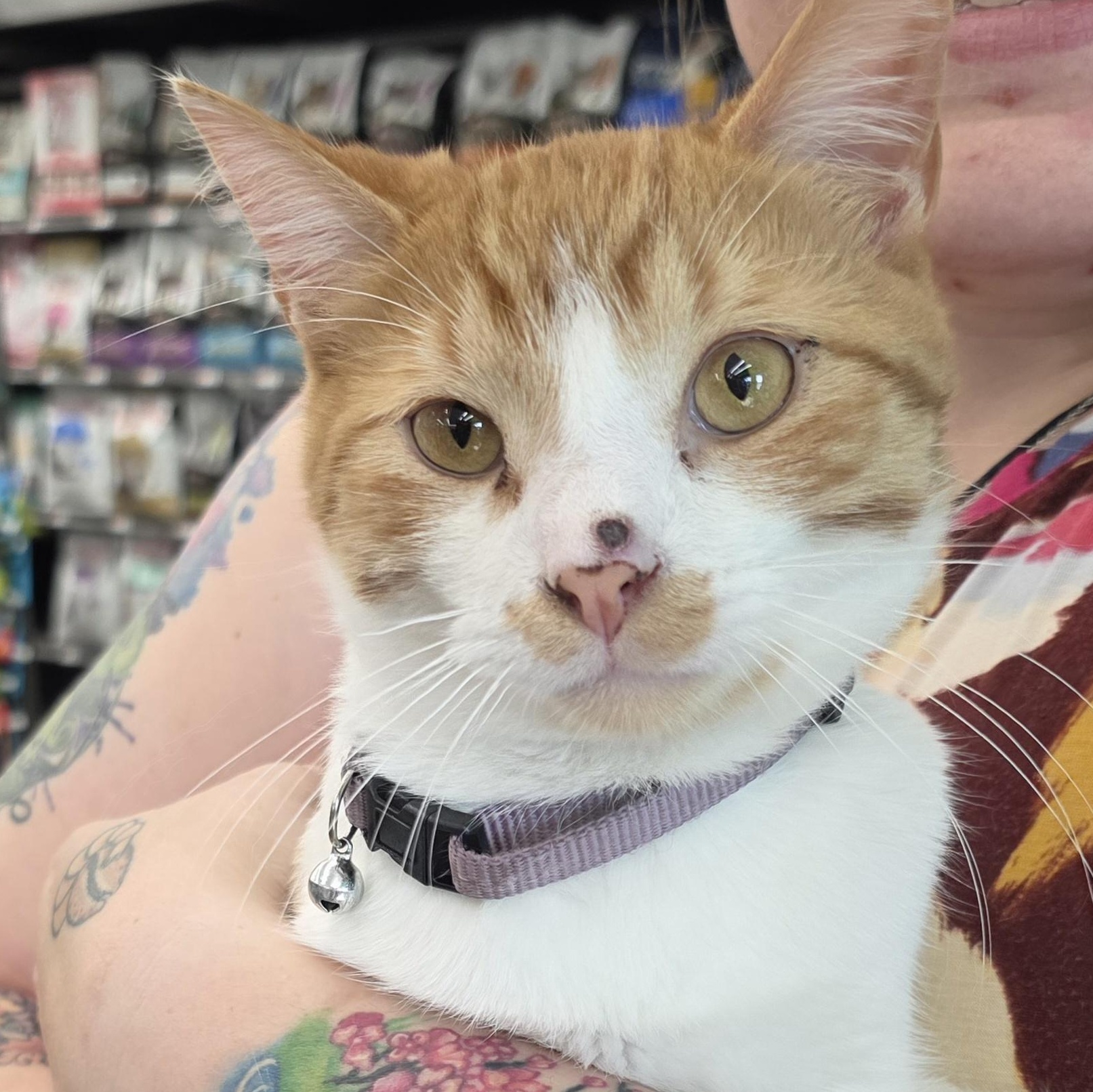 Enlarge Sampson, a Adopted Domestic Short Hair in Sauk City, WI image 1/4