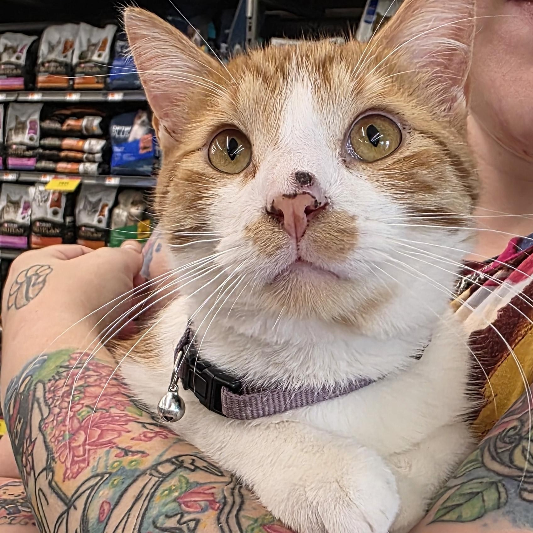 Enlarge Sampson, a Adopted Domestic Short Hair in Sauk City, WI image 3/4