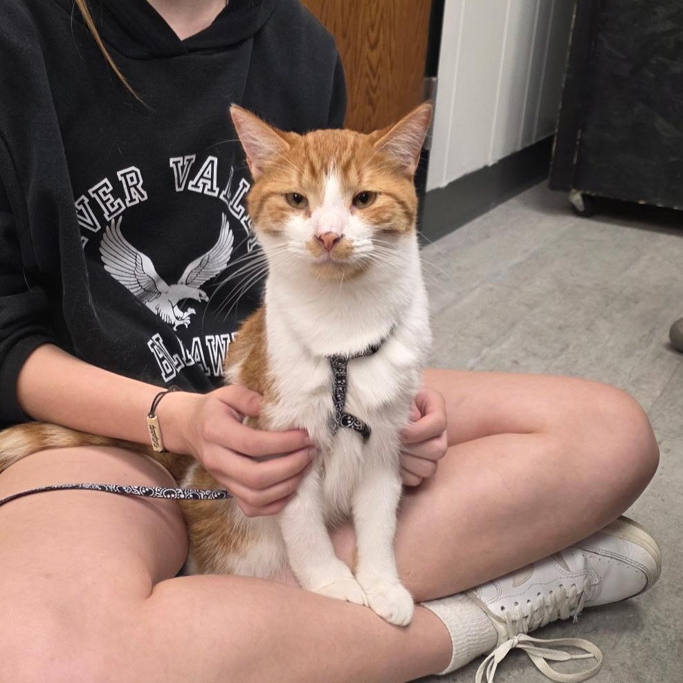Enlarge Sampson, a Adopted Domestic Short Hair in Sauk City, WI image 2/4