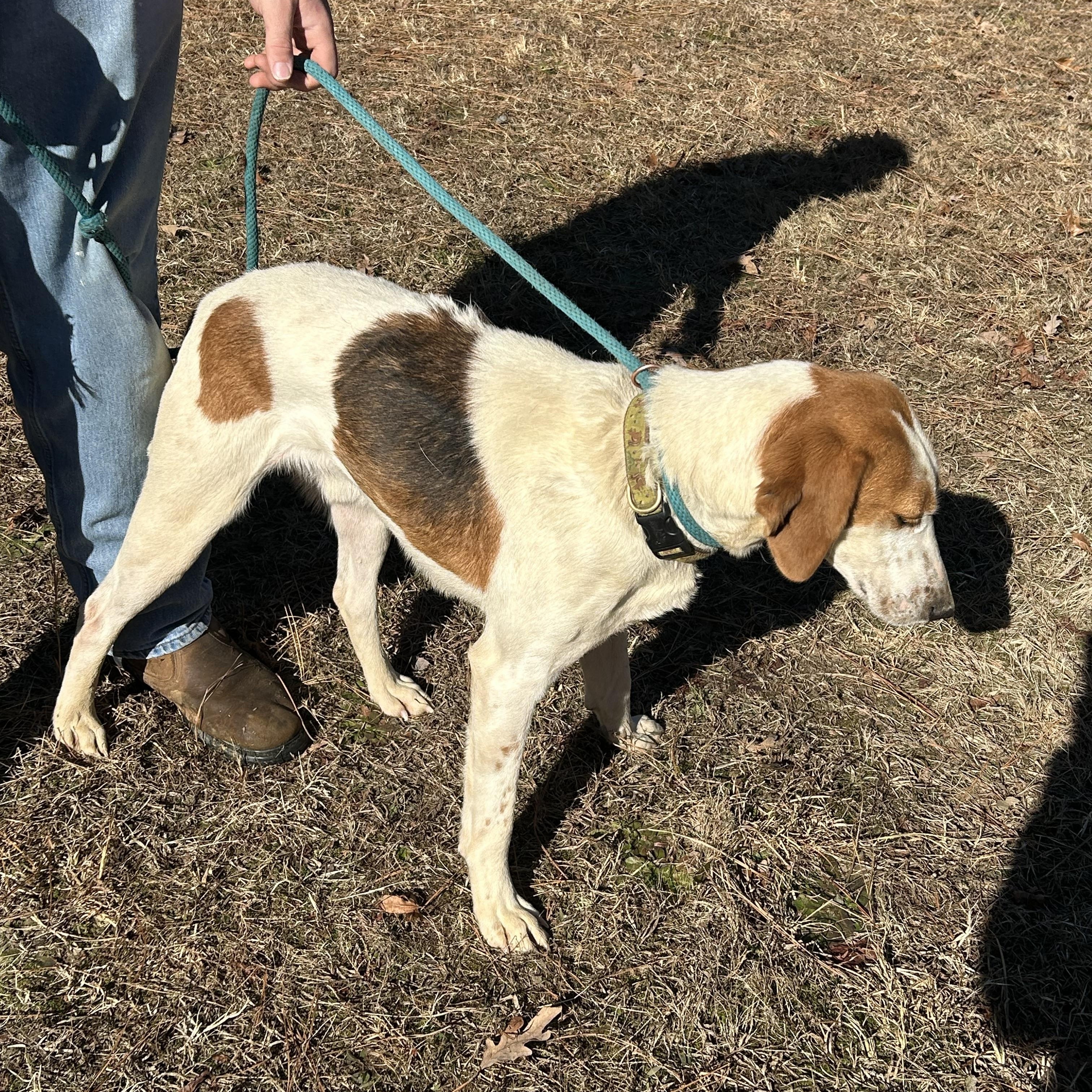 Enlarge Duke, a ADOPTABLE Hound in Charles City, VA image 3/4