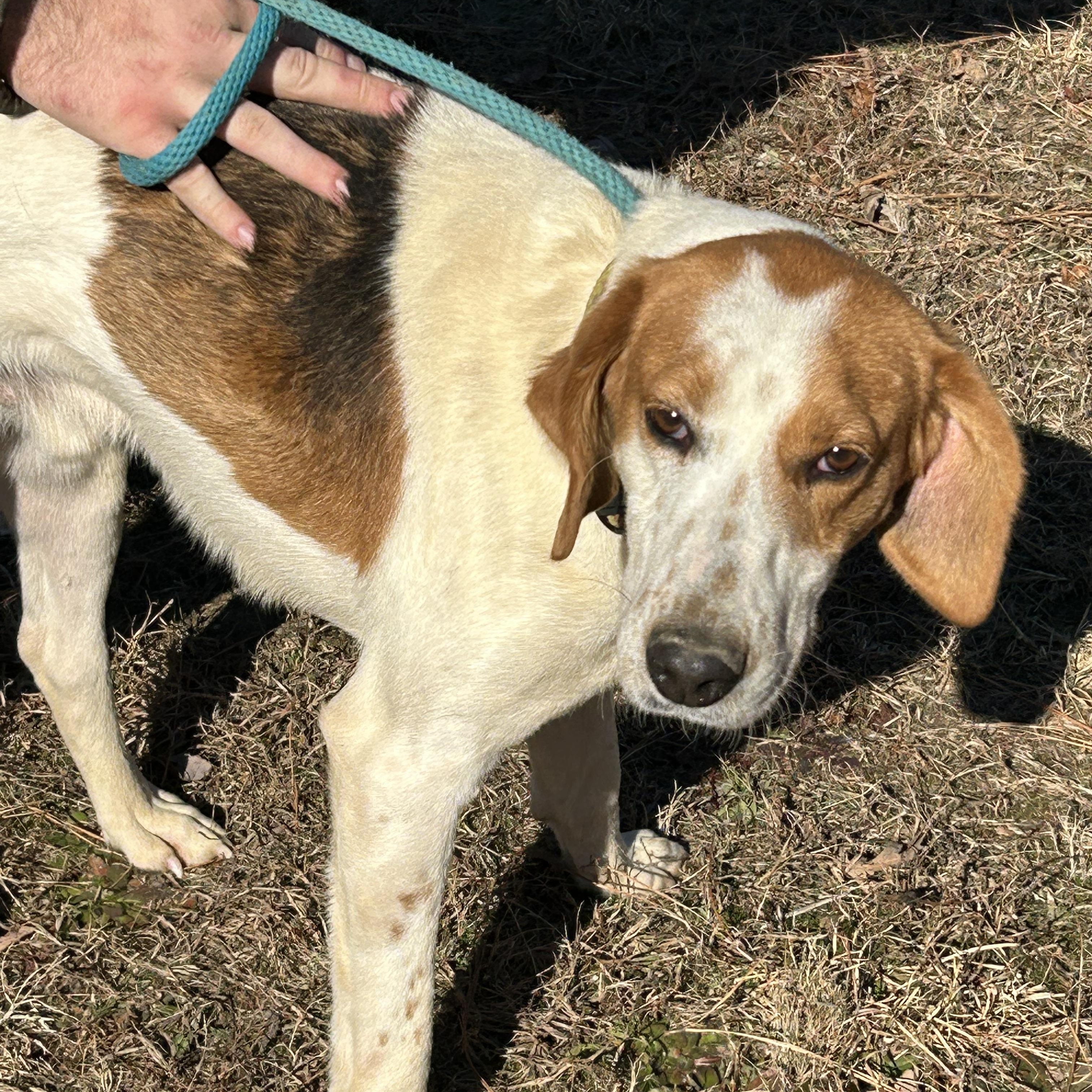 Enlarge Duke, a ADOPTABLE Hound in Charles City, VA image 1/4
